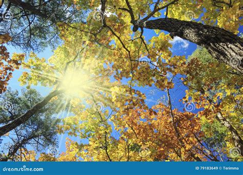 Autumnal Landscape Oak Trees Blue Sky And Sun Stock Image Image Of
