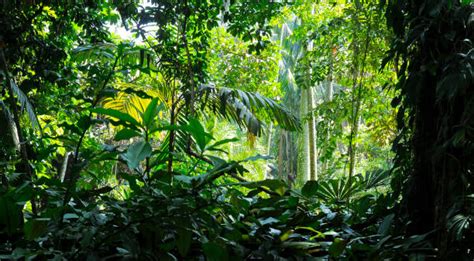 Jungle Stock Photos Pictures And Royalty Free Images Istock