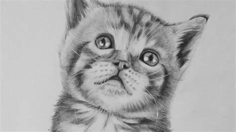 In this tutorial, you will learn how to draw a sitting cat in just nine easy steps. How To Draw A Realistic Cat Easy Step By Step - Howto Techno