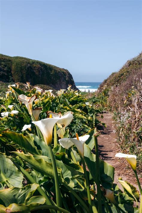 Where To Find Wild Calla Lilies In Big Sur California Roads And