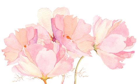 Pastel Watercolor Flower Png