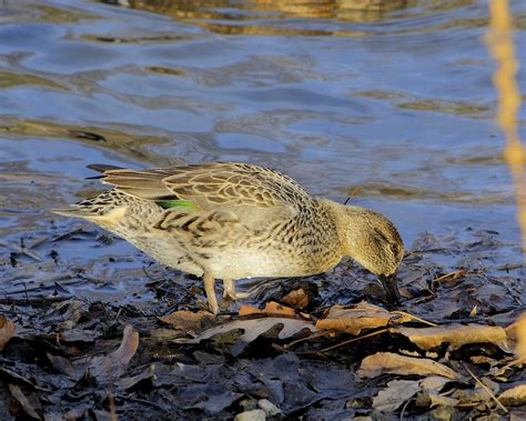 Female Green Winged Teal Foraging Anas Carolinensis Anas Flickr