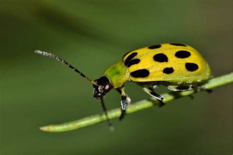 Preventing And Controlling Cucumber Beetles Growfully