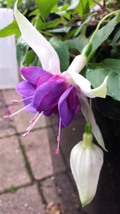 Deep Purple Fuchsia Double Flowered Trailing Fuchsias Online