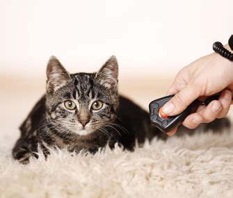 From having your cat stay put when needed to redirecting her away from inappropriate behavior, the sit command. Clicker Training vs. Lure-Based Training for Cats