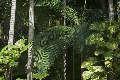 Jungle Or Rainforest Vegetation 3935 Stockarch Free Stock Photo Archive