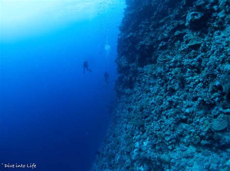 Elphinstone Reef The Most Tremendous Diving In Egypt