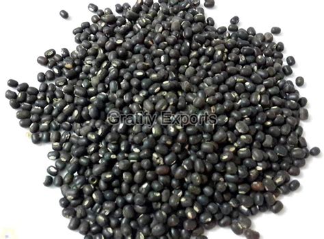 Black Gram Beans Gratify Exports Thanjavur Tamil Nadu