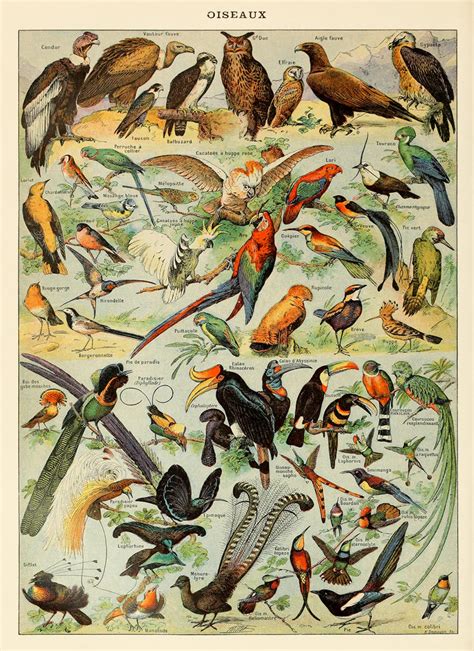 Bird Art Print Birds Poster Depicts Several Species Of Etsy