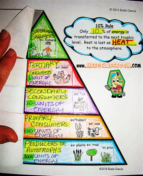 Pyramid Of Energy