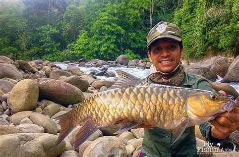 Check out the latest news about anoop menon's king fish movie, story, cast & crew, release date, photos, review, box office collections and much more only on filmibeat. Fly Fishing for Mahseer in Sabah Borneo - Fly Fishing Asia