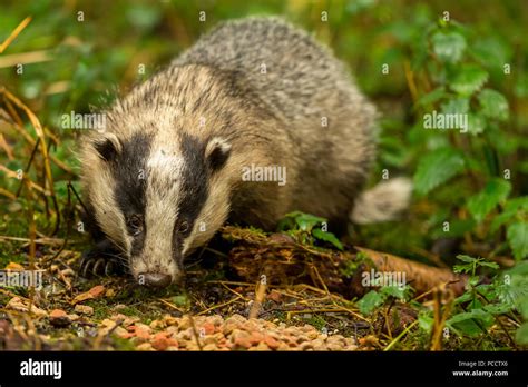 Badgers Sitting Hi Res Stock Photography And Images Alamy