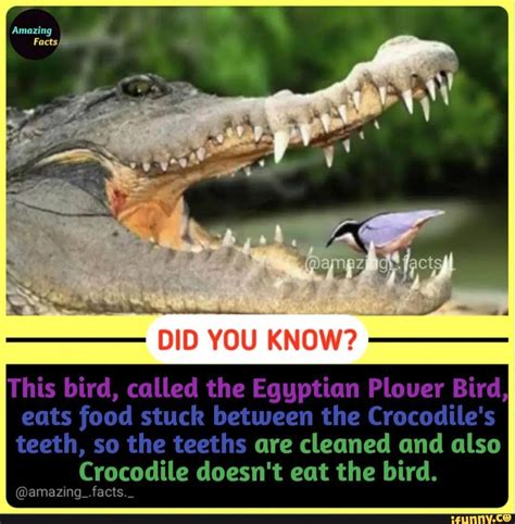 Amazing Facts Did You Know This Bird Called The Egyptian Plover Bird