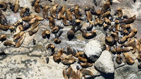 Nuevos Casos Positivos En Lobos Marinos En Chubut Y Santa Cruz