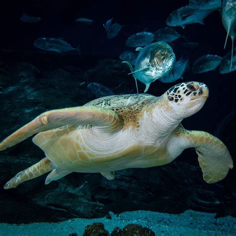 Green Sea Turtle Georgia Aquarium