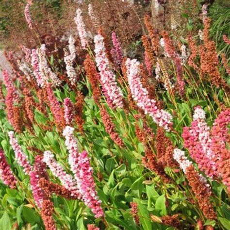 Op meerdere plekken in onze gemeente groeit de japanse duizendknoop. bol.com | 6 x Persicaria Affinis 'Darjeeling Red ...