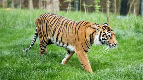 The sumatran tiger is a subspecies of tiger native to the indonesian island of sumatra. 12 Amazing Things You Never Knew About Sumatran Tigers ...