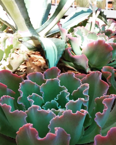 Echeveria Shaviana Cape Garden Plants Garden Center Succulents