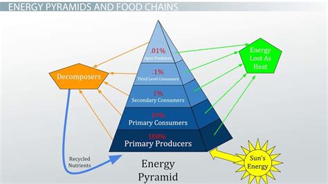 Food Chains And Lindemanns 10 Energy Transfer Law In The Food Pyramid