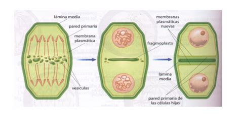 Citocinesis Vegetal Para Dividir éstas Célula Se Forma Una Estructura