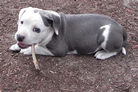 Due to size and/or weight, certain items bear an additional shipping surcharge or special handling fee. American Pit Bull Terrier puppy for sale near Tampa Bay ...