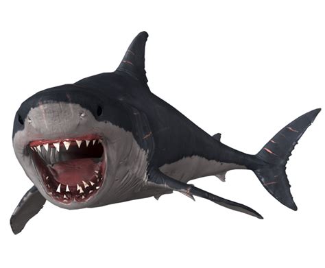 Download Megalodon Shark Face Free Transparent Image Hq Hq Png Image