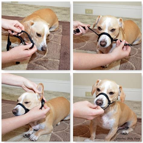 6 Diy Dog Muzzles Make Your Own Muzzle