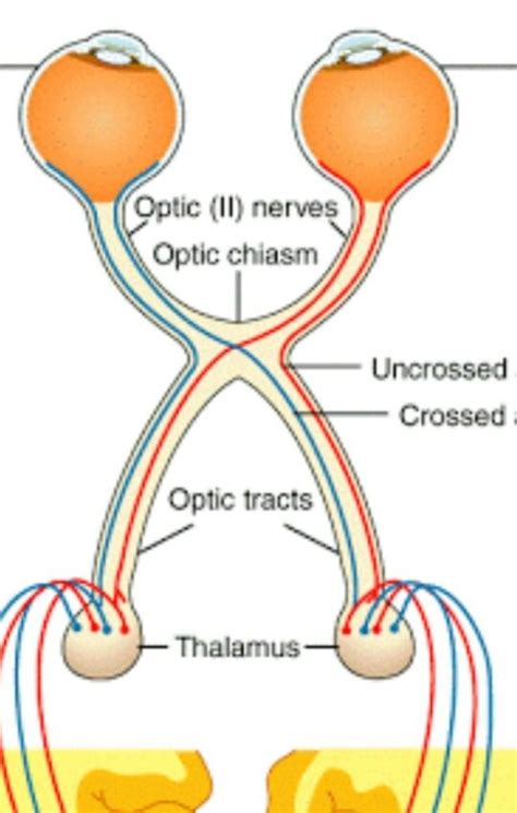 Do Optic Nerves From Each Eye Converge As A Single Nerve Before They