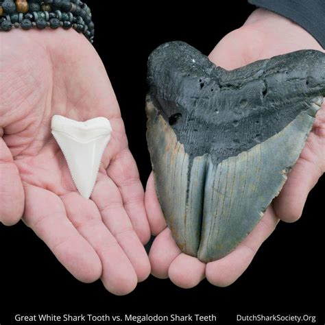 Megalodon Vs Great White Shark Comparison Dutch Shark Society