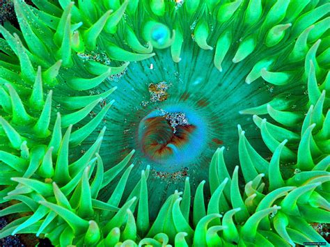 50 Sea Anemone Wallpapers Hd Download Free Backgrounds