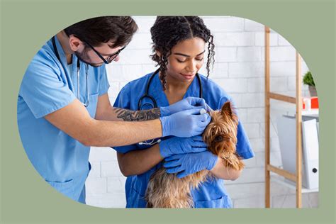 Veterinary assistant job summary 1. Medical | Top Trade School