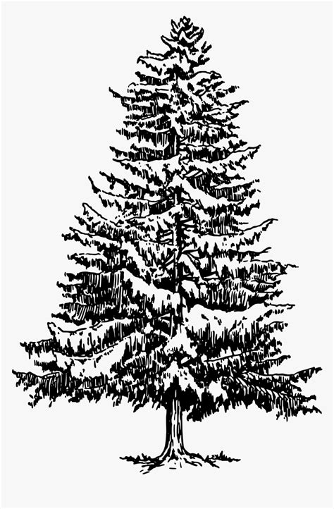 Pine Drawing Tree Evergreen Clip Art Pine Tree Clipart Black And