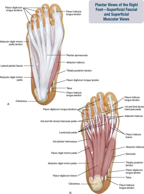 Layer 3 of the foot. 11. Muscles of the Leg and Foot | Musculoskeletal Key
