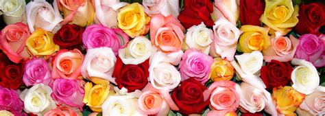 The Different Colored Roses And Their Meanings Central Square Florist