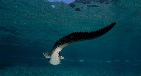 Diving With Crocodiles At Banco Chinchorro Blog Cancun Mexico