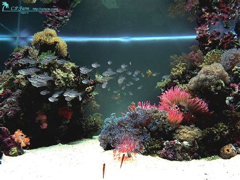 Reef Aquascaping Tips Saltwater Aquarium Ideas For Reef Tank Reef