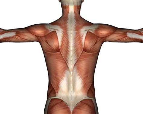 How To Remedy Thoracolumbar Fascia Back And Spine Pain Insync Physiotherapy