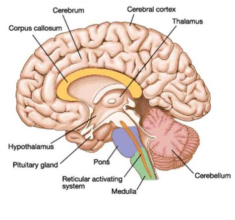 Basic Layout Of An Inside Side View Of A Hemisphere Imgur Brain