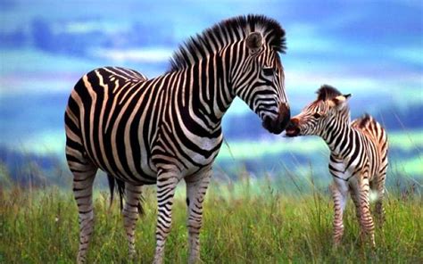 Amazing Facts Zebra Fact Buddies