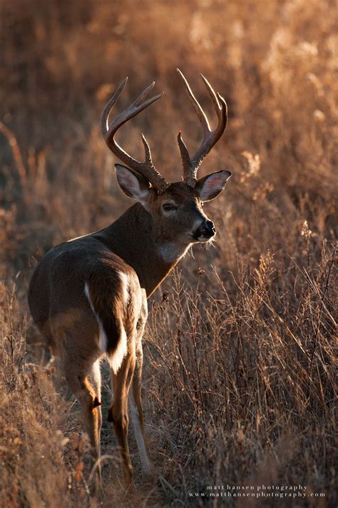 A Whitetail Buck Turns Around In A Backlit Field At Sunrise Deer