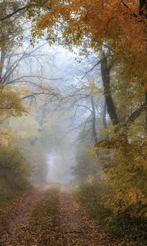 Forest Pathway Between Foliage Trees During Fall 4k Hd Nature