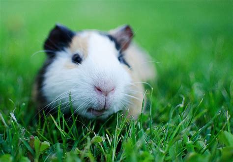 Why Are Guinea Pigs So Scared 9 Tips To Help Mercury Pets