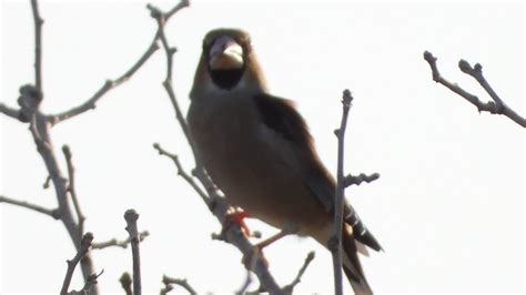Hawfinch Birdingnorthdevon Youtube