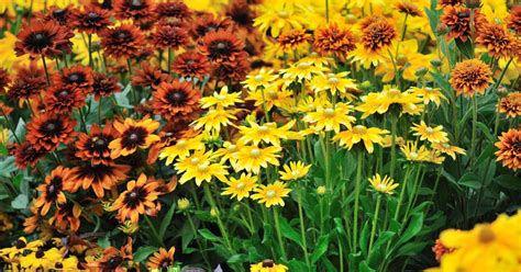 Fall Flowering Perennials Zone 6 14 Best Fall Blooming Flowers For