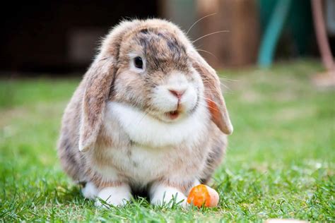 5 Of The Best Rabbit Breeds For Children Rabbit Care Blog