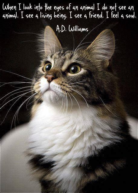 Quotes About Life Funny Cat Quotesgram
