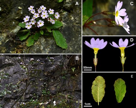 Primula Undulifolia Sp Nov A Habit In Flowering B Type Locality