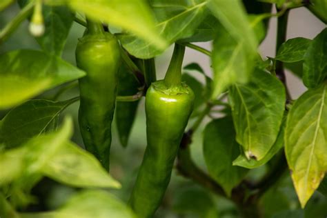 How To Grow Jalapeño Peppers