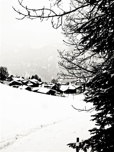 Free Photo Winter Landscape Branch White Weather Free Download