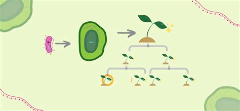 What Is Plant Genetic Transformation Goldbio